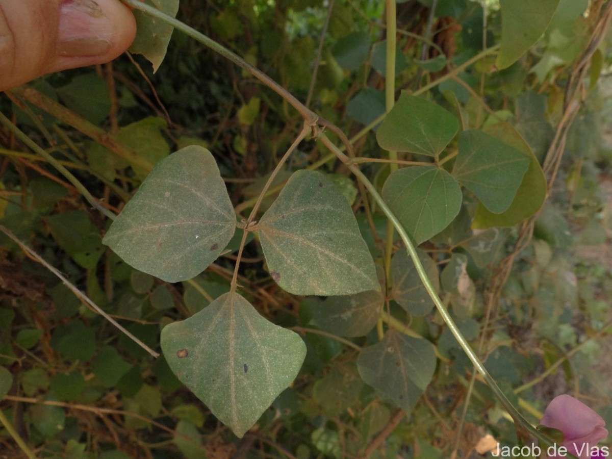 Lablab purpureus (L.) Sweet